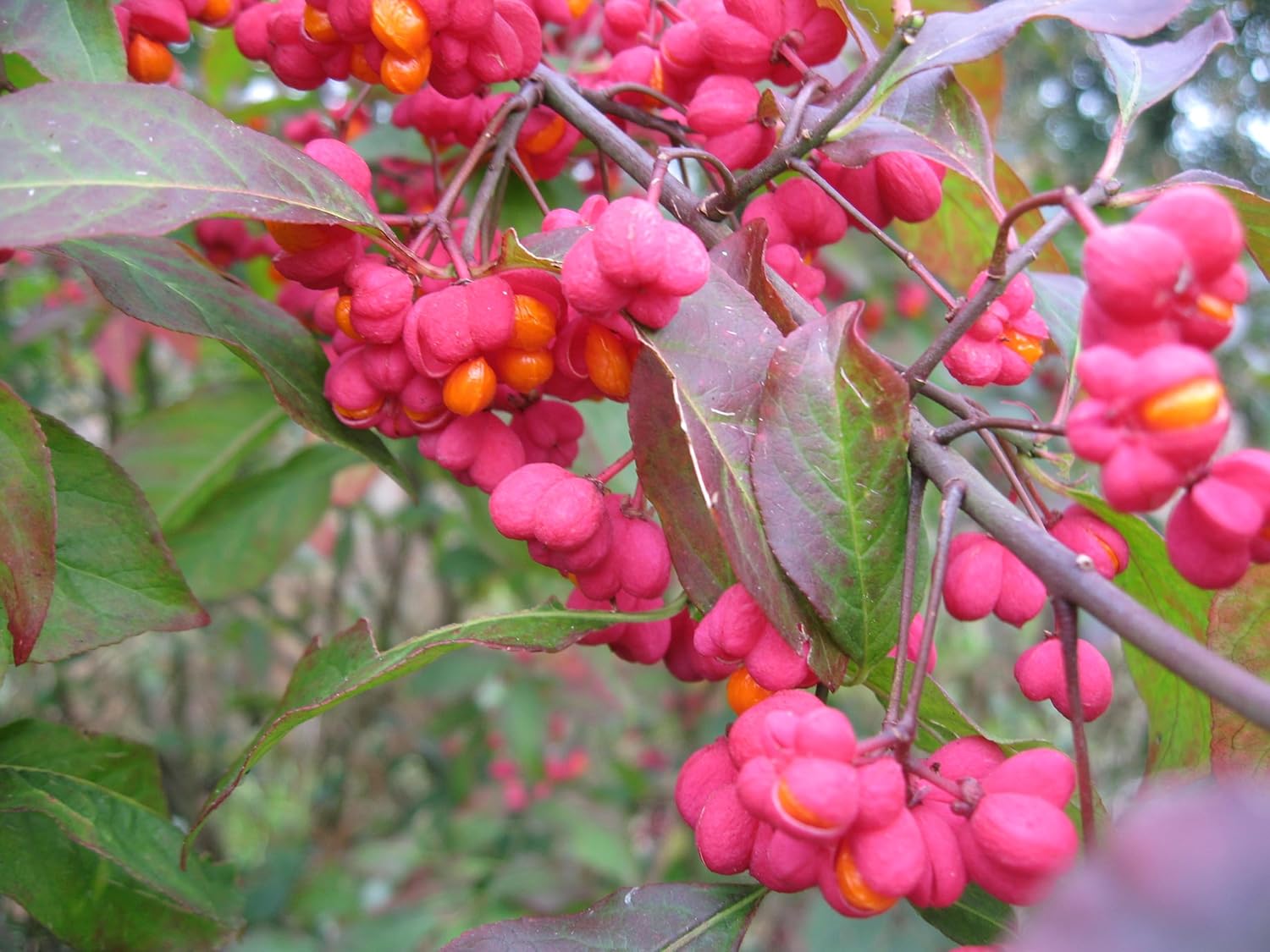 Heirloom Non-GMO Spindle Flower Seeds for Planting – Decorative Ornamental Blooms for Garden Landscapes - Non-GMO for planting in home garden